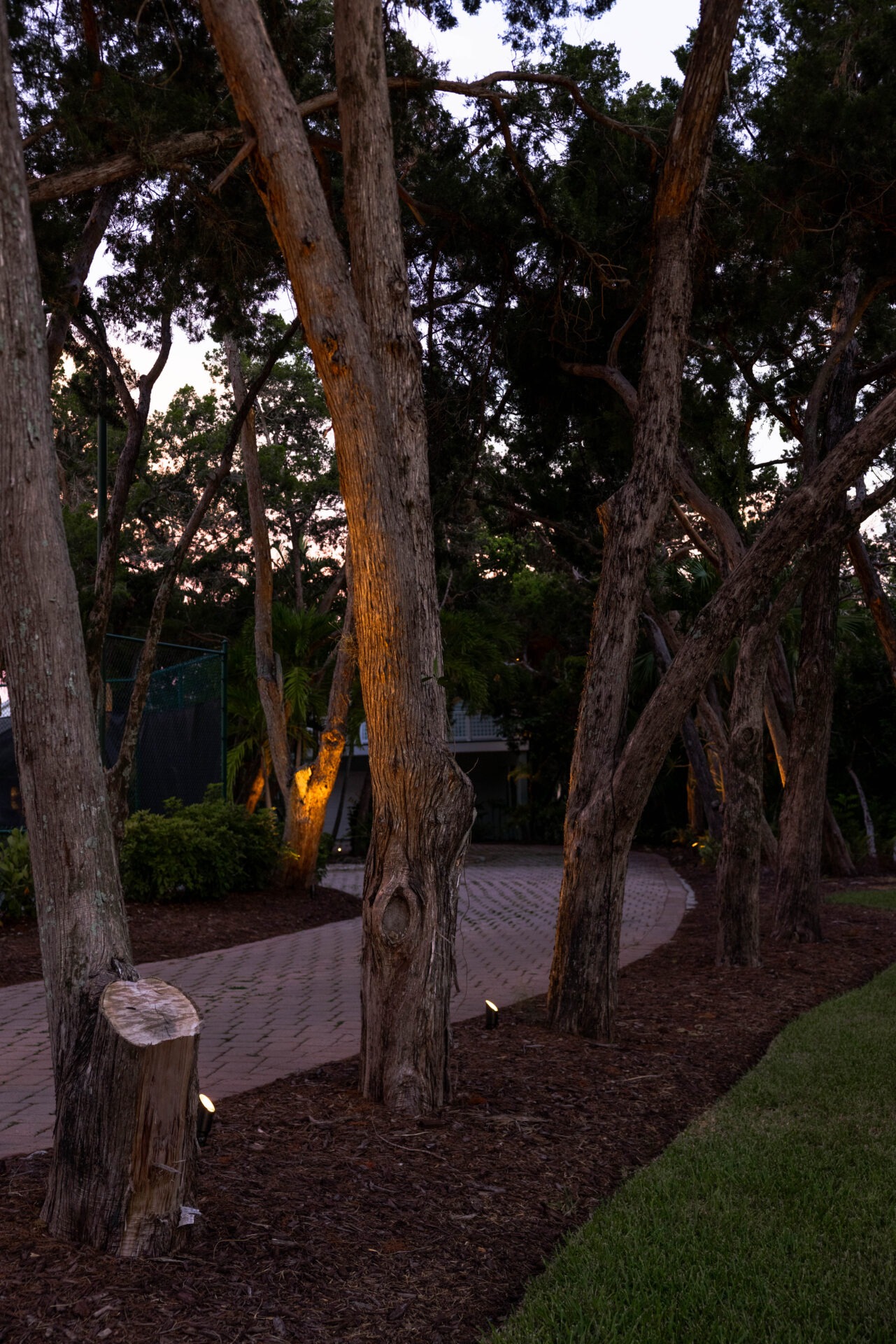 Tall trees line a winding brick path at sunset, with subtle ground lighting and lush greenery surrounding the tranquil scene.