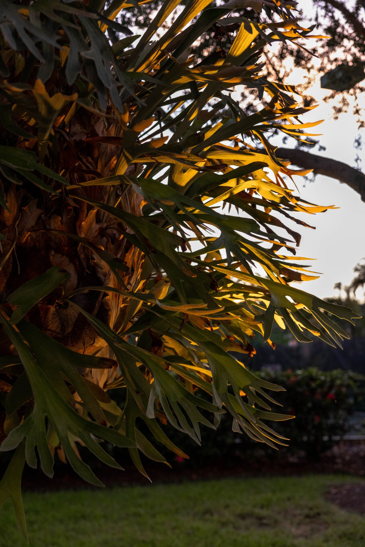 Sunlight filters through lush, green leaves of a plant in a garden setting, creating a warm, serene atmosphere. No recognizable landmarks present.