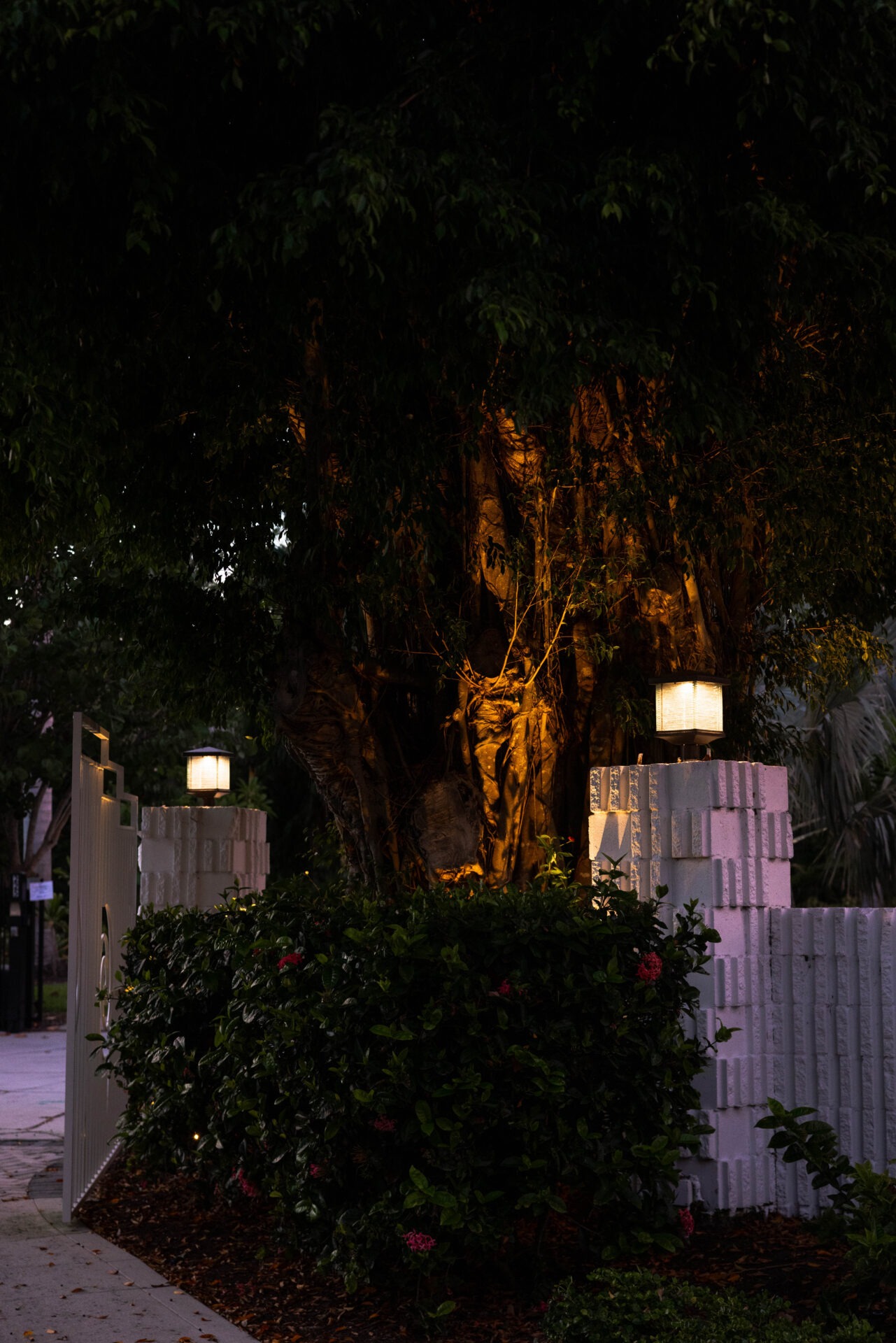 Dramatic evening lighting highlights a large tree with intricate textures, surrounded by a white fence and lush greenery, creating a tranquil outdoor scene.