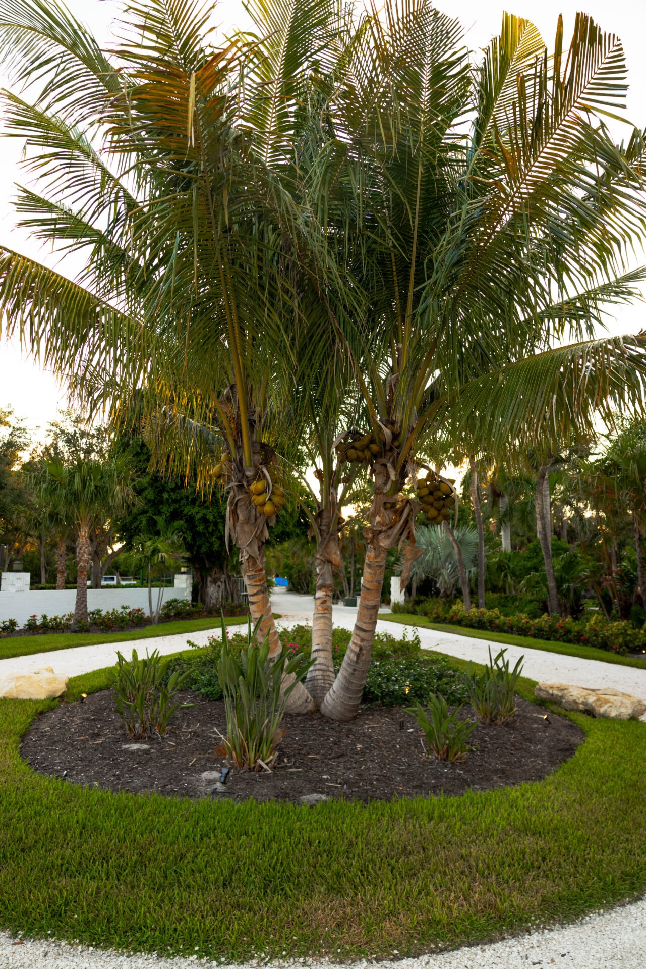 A circular garden with palm trees and greenery is bordered by a gravel pathway, surrounded by lush tropical vegetation.