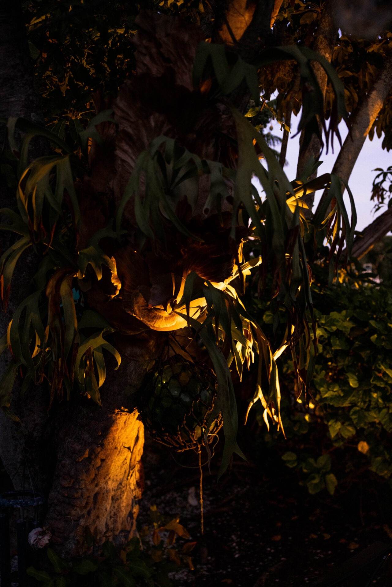 A tree illuminated by warm light, surrounded by lush leaves and hanging decor, creating a serene and enchanting evening atmosphere.