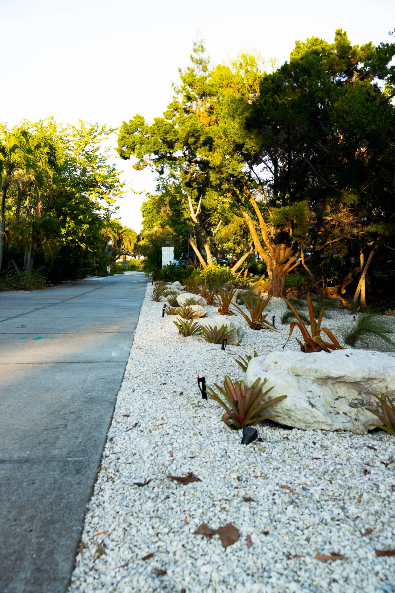 A quiet, tree-lined road flanked by tropical plants and rocks, with sunlight casting shadows and highlighting the green foliage. No people visible.
