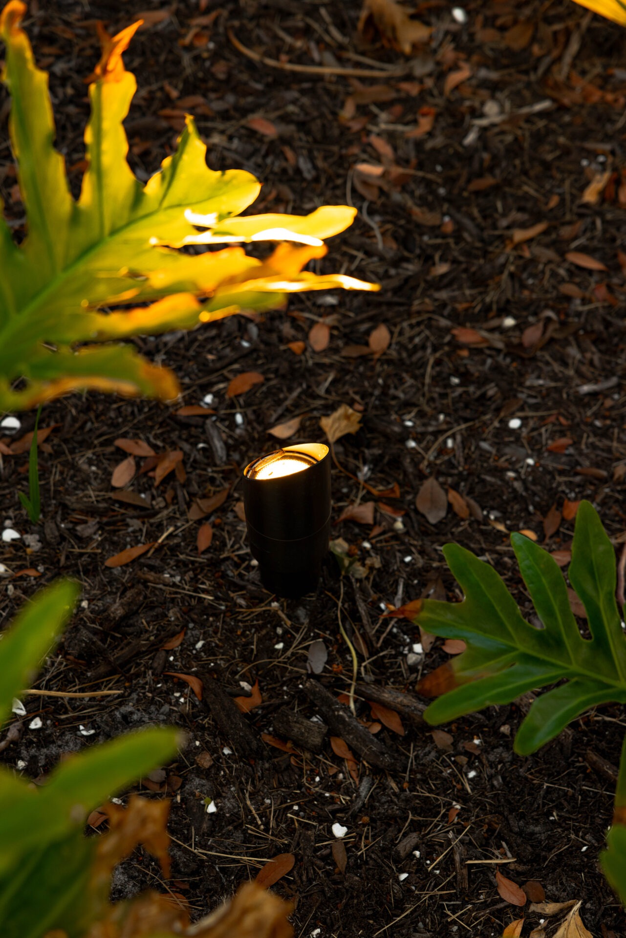 A small garden spotlight illuminates surrounding green foliage and brown mulch, creating a warm glow in the otherwise dimly lit garden area.
