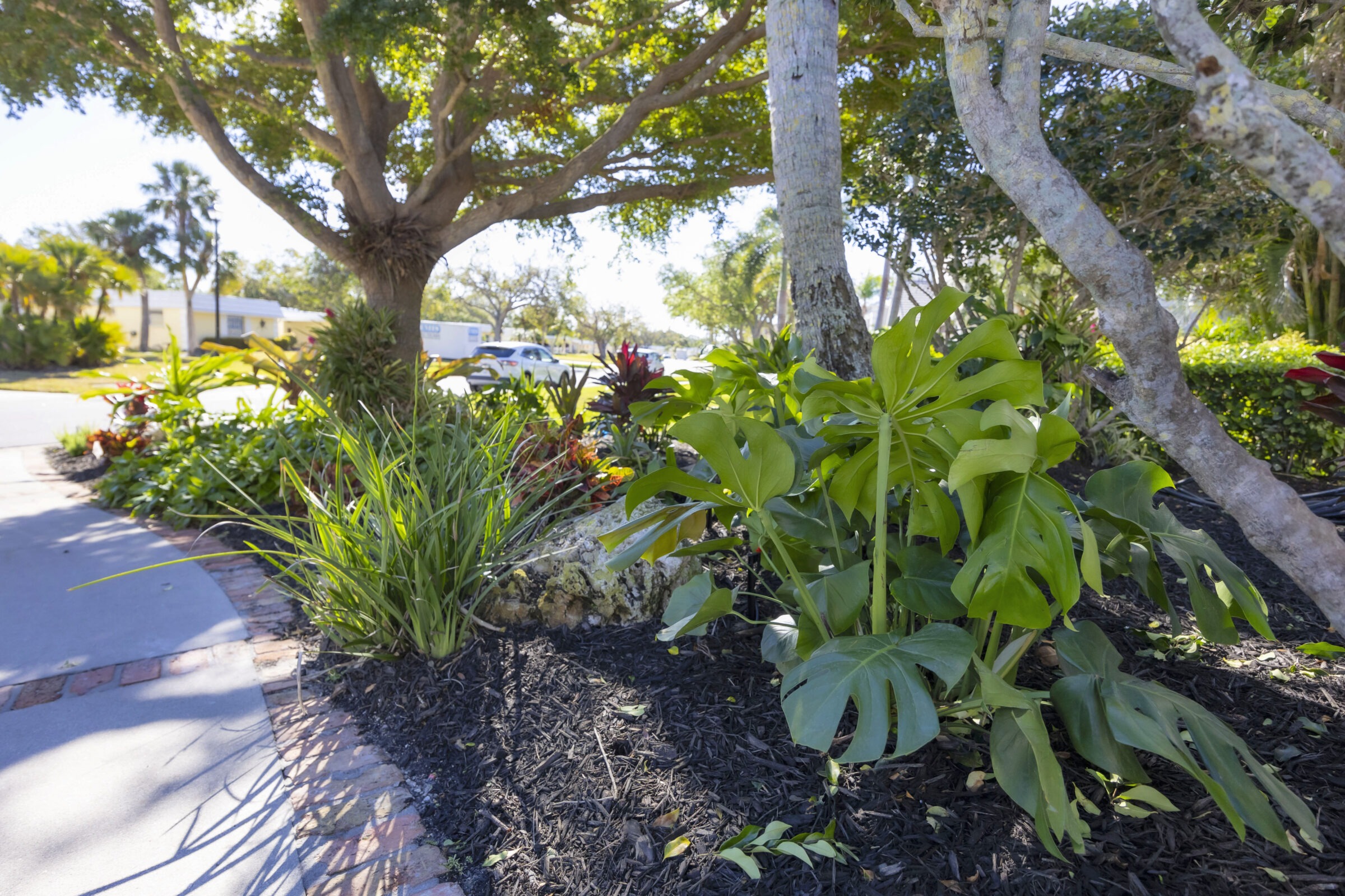 A lush garden features various plants and trees alongside a sunlit sidewalk. Nearby, vehicles travel on the suburban street, creating a serene scene.