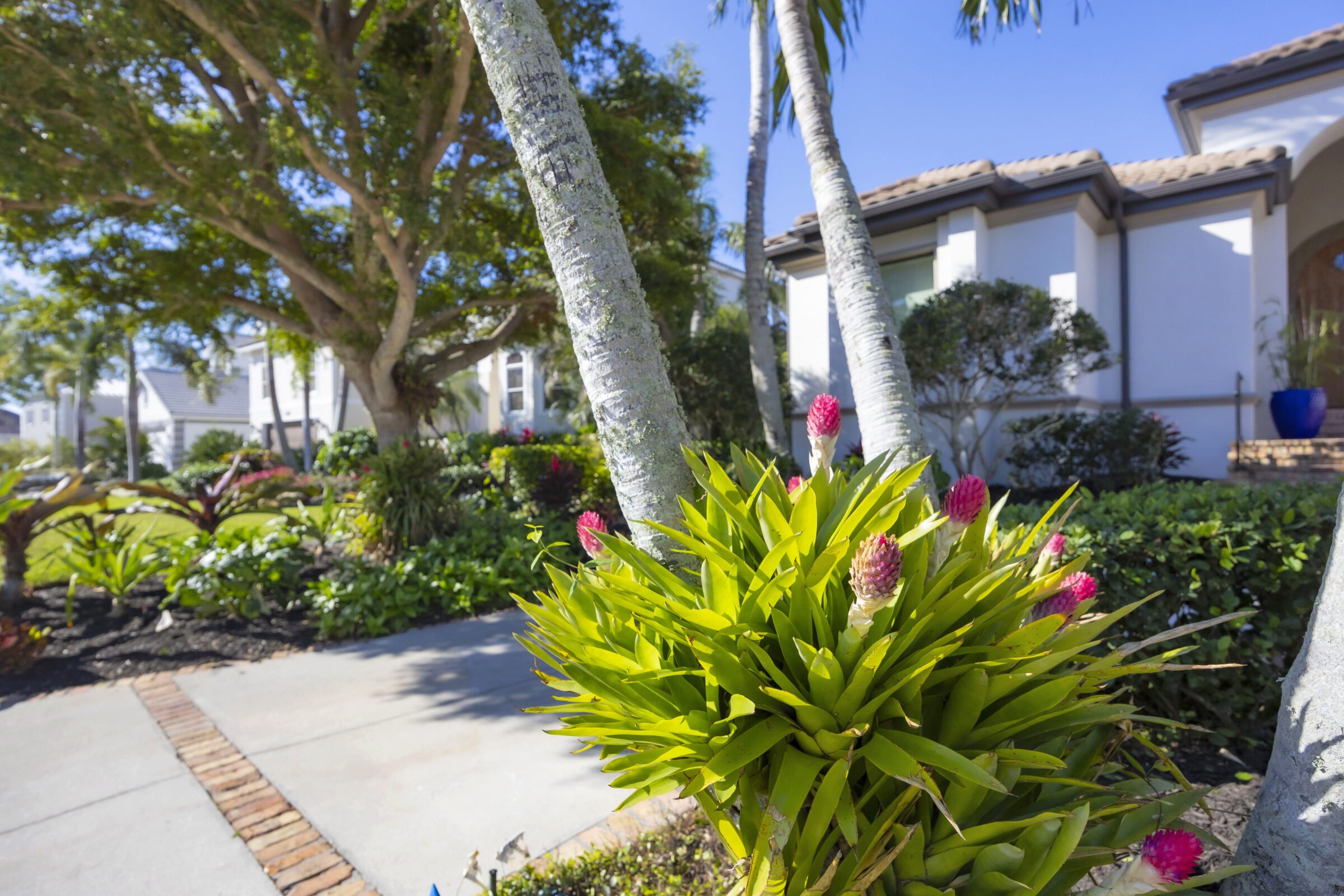 Lush garden with vibrant pink flowers, palm trees, and landscaped greenery surrounds a modern house under clear blue sky. Bright, sunny day ambiance.