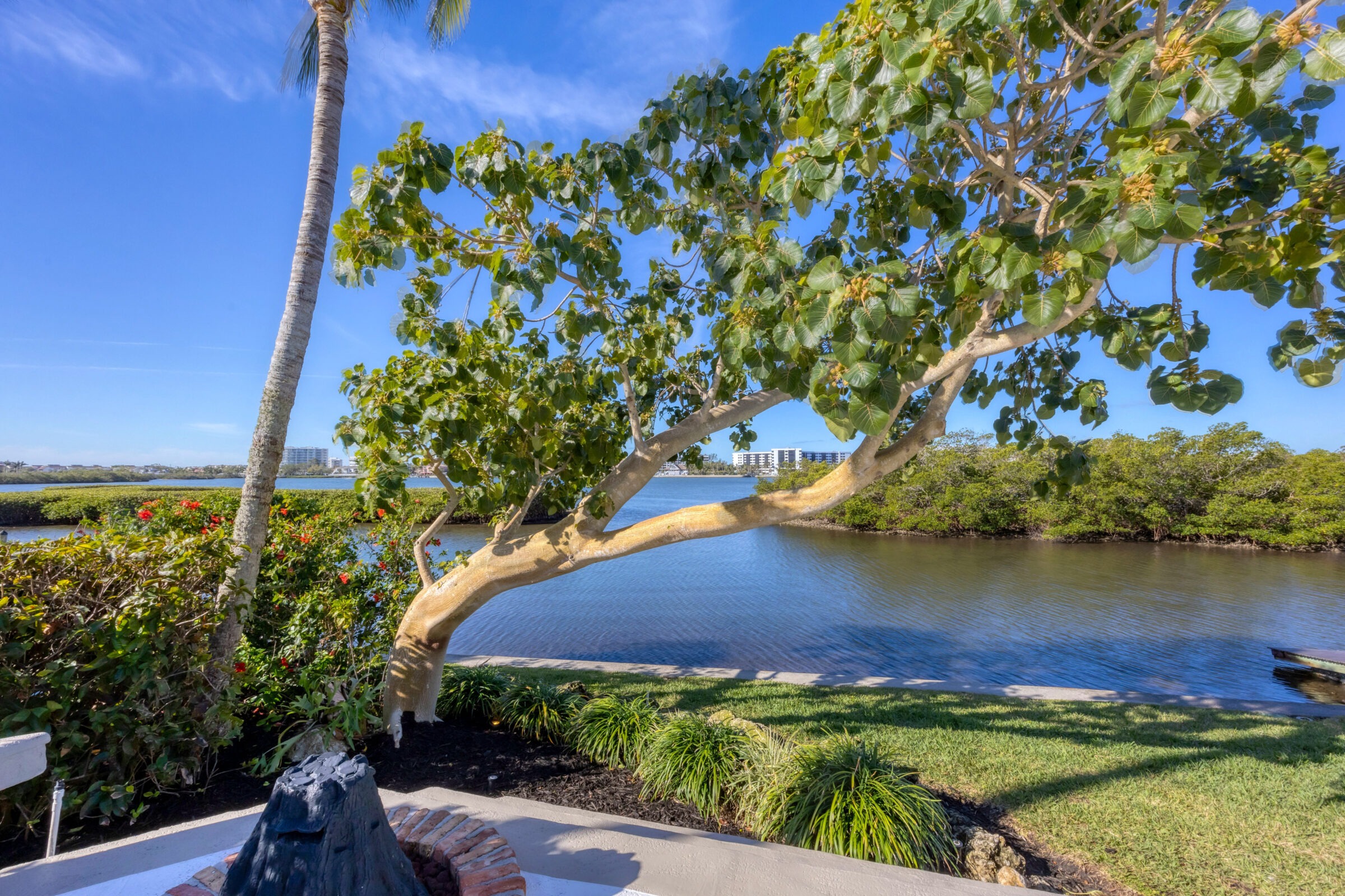 Scenic view featuring a curved tree, palm, vibrant foliage, and tranquil waterfront. Buildings are visible in the background under a clear sky.