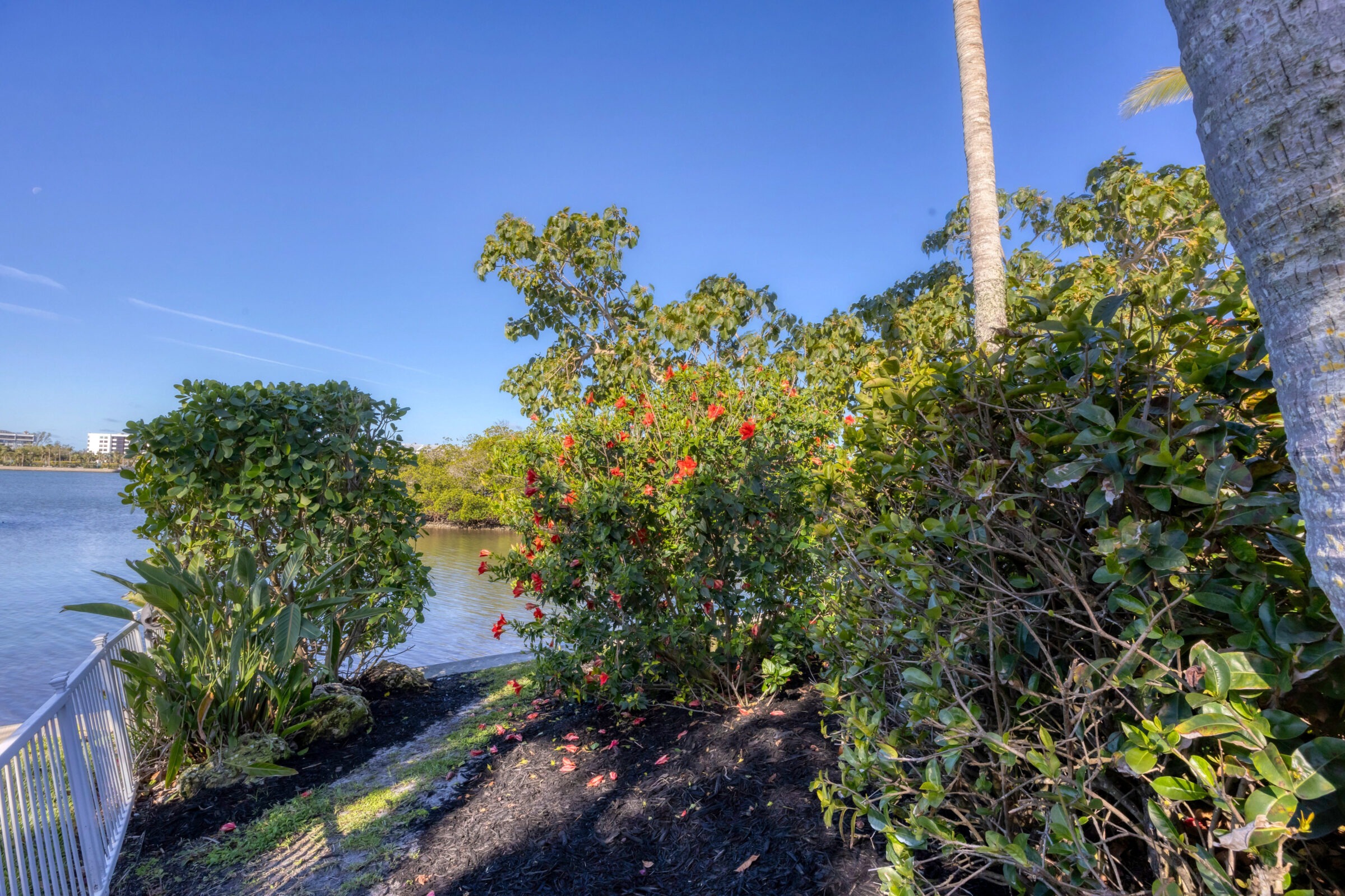Lush garden with red flowers near a calm lake. Clear sky and distant buildings in the background. Peaceful and scenic view.