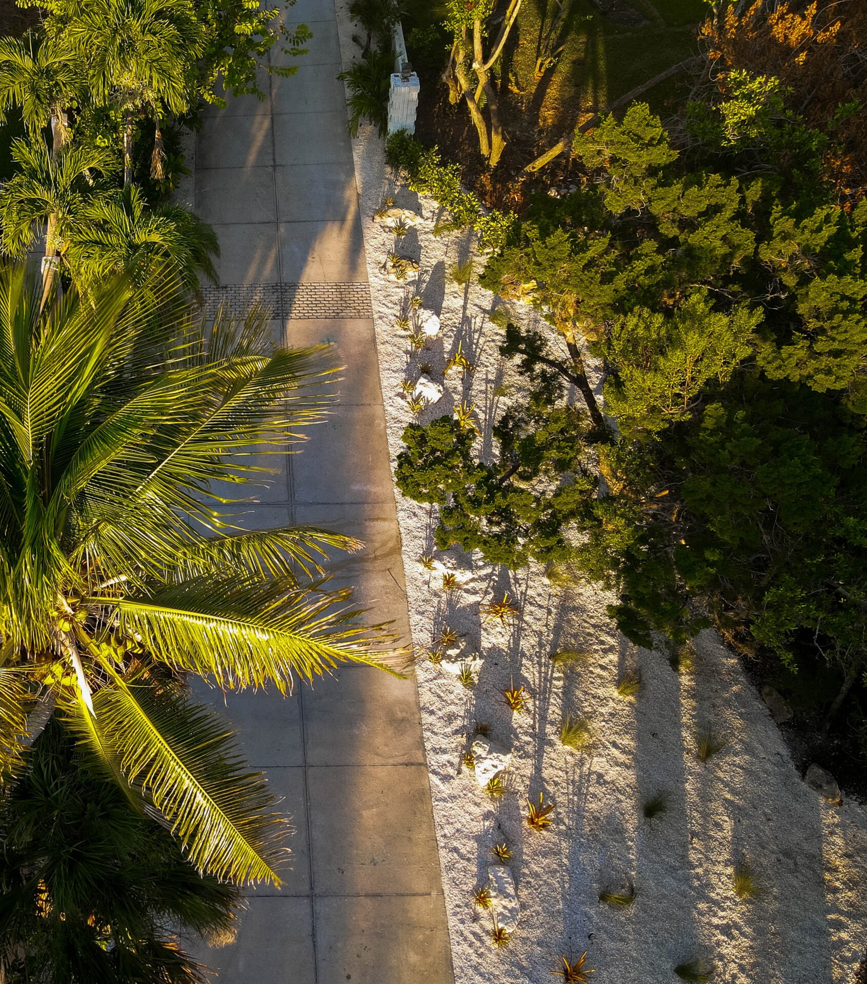 Aerial view of a sunlit pathway bordered by lush palm trees on one side and a white, gravel-covered garden on the other.