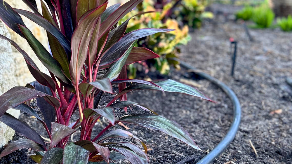 Red and green ornamental plant with long leaves in a garden, surrounded by soil and a black irrigation hose, against a stone background.