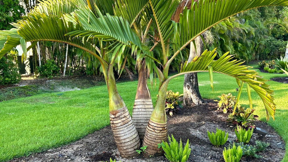 A vibrant garden with palm trees and lush green grass, surrounded by tropical plants and shrubs in a bright, sunny setting.