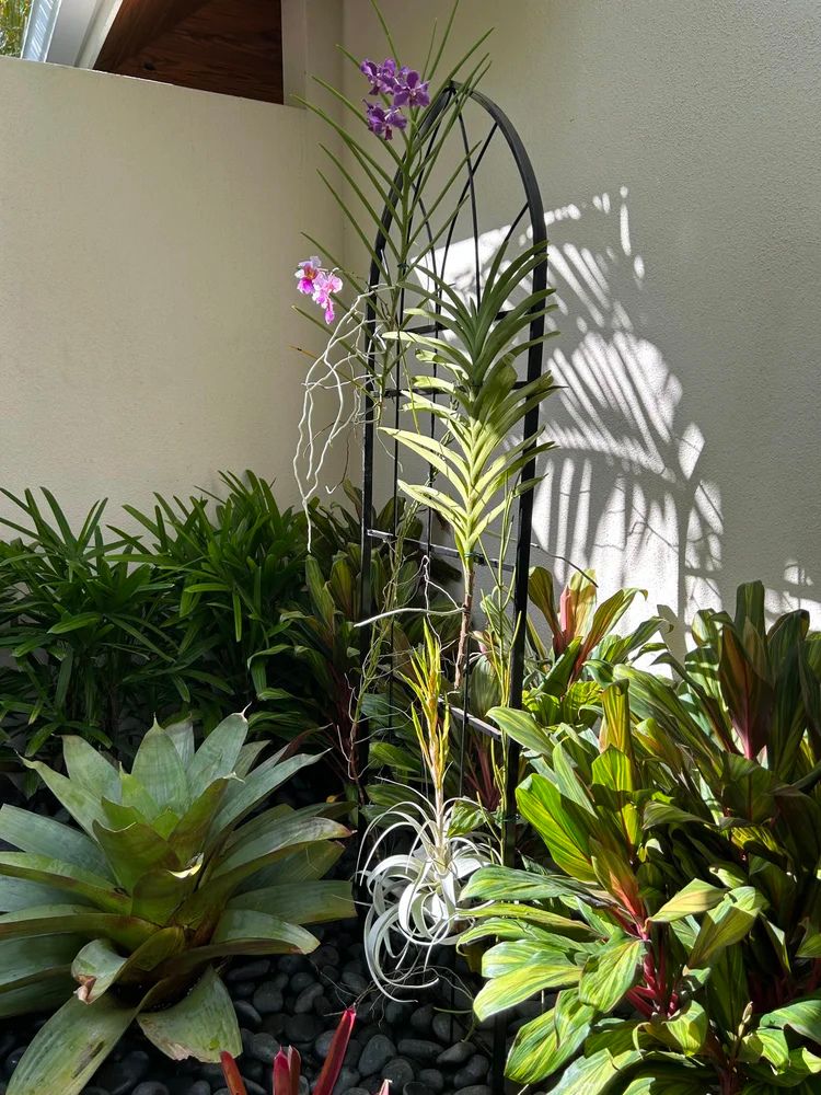 A vibrant garden with lush green plants and purple orchids on a trellis, casting intricate shadows on a sunlit wall.