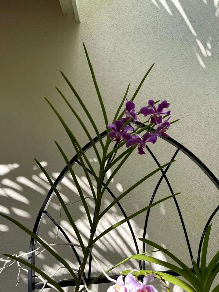 Purple orchids with long green leaves cast shadows on a white wall, with sunlight creating artistic patterns on the surface. No landmarks visible.