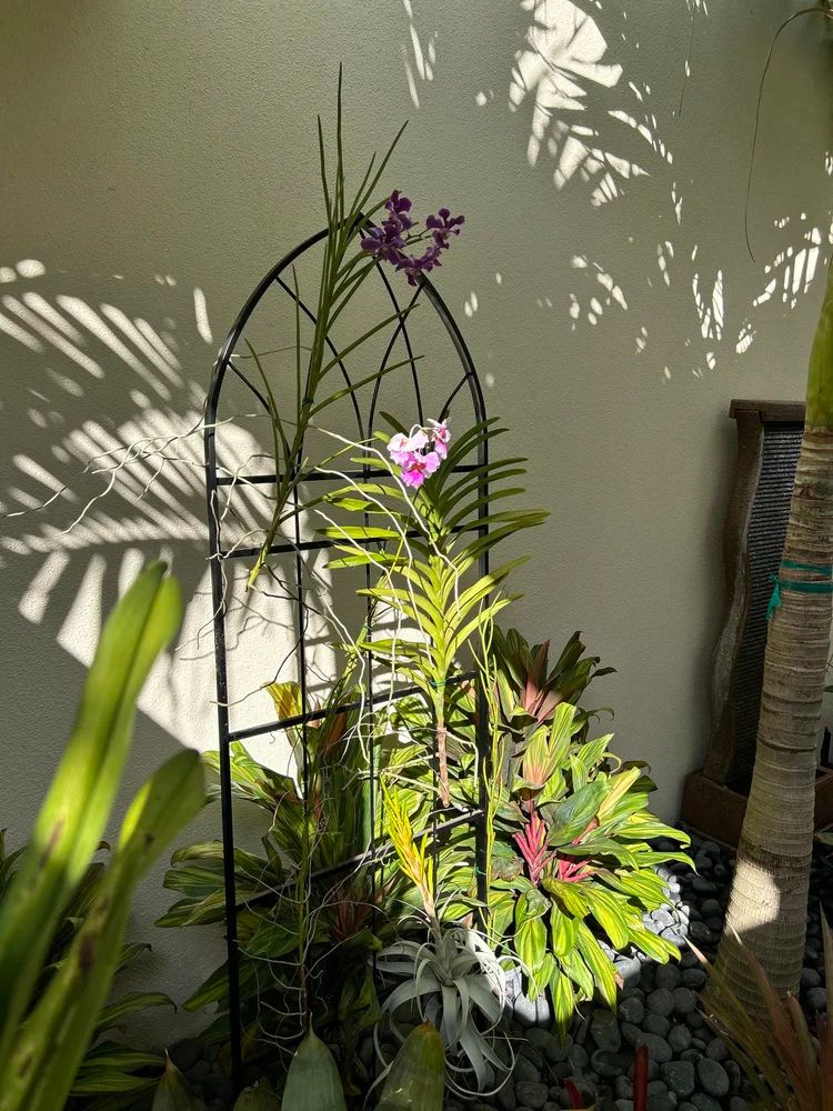 A small garden features a decorative trellis supporting orchids, surrounded by various lush plants and pebbles, with sunlight casting intricate shadows.