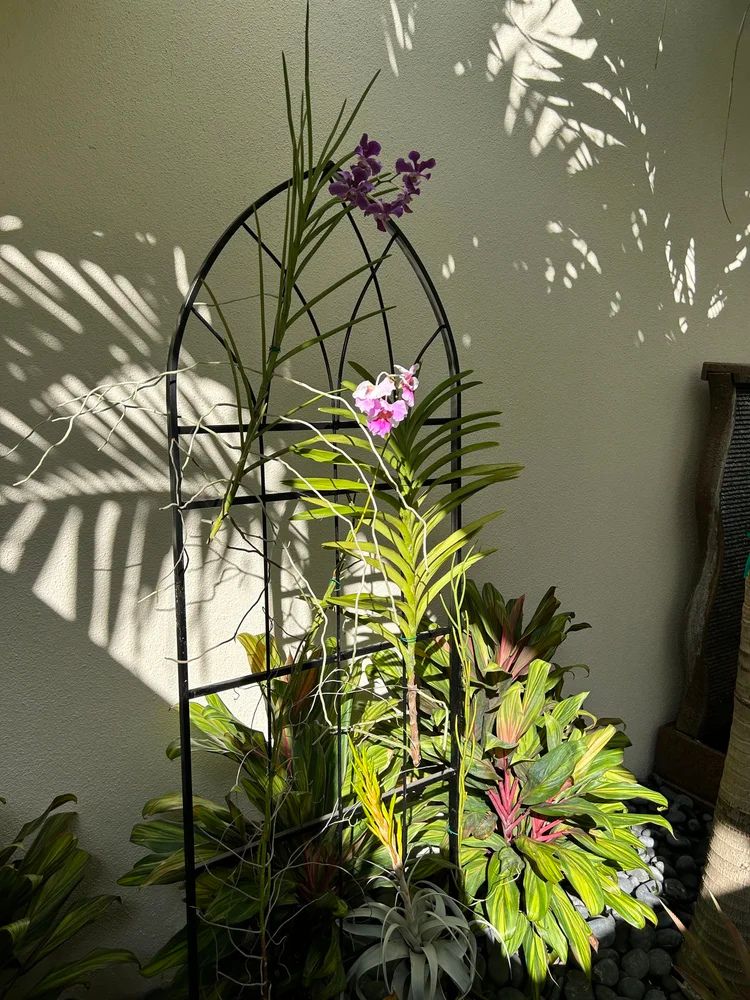 Orchid plants with purple and pink flowers are framed against a sunlit wall, surrounded by lush green foliage and intricate shadows.