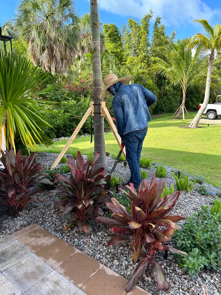 A person in a hat tends to a palm tree in a landscaped garden, surrounded by tropical plants and clear blue skies.