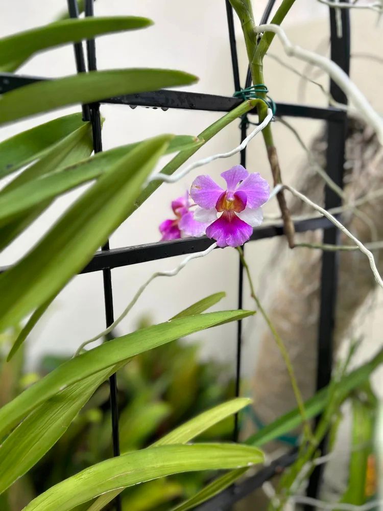 Purple and white orchid blooms against a metal trellis. Green leaves surround the delicate flowers, creating a serene and natural setting.