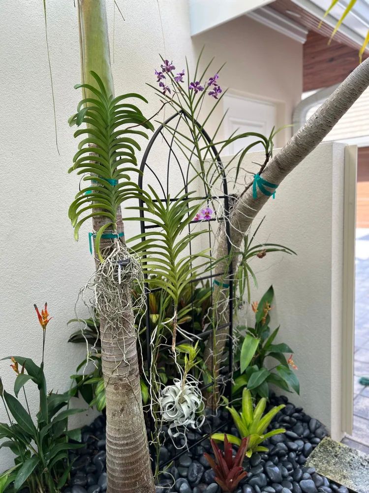 Tropical plants and orchids thrive in a corner garden with smooth black stones, showcasing vibrant greenery and flowers against a pale wall backdrop.