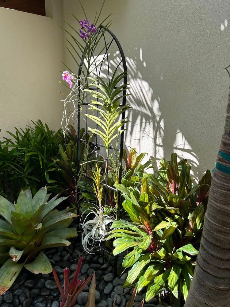 A small garden features vibrant green plants and orchids, with sunlight casting shadows on a white wall and smooth stones below.