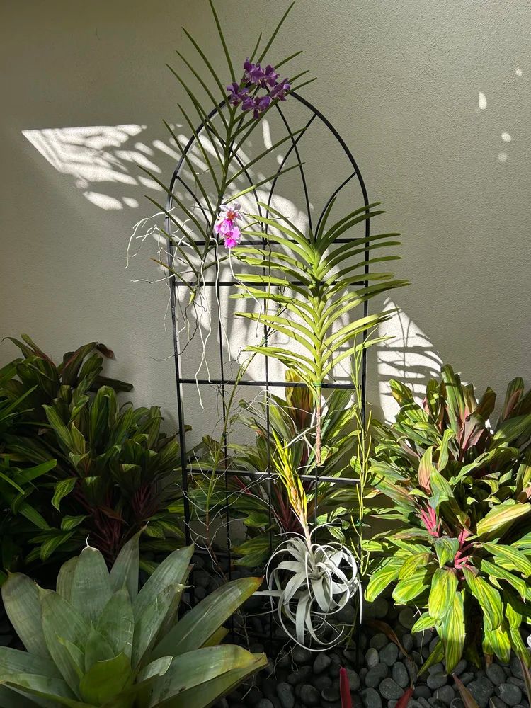 A decorative garden trellis with hanging orchids and lush foliage, sunlight casting intricate shadows on the wall behind.
