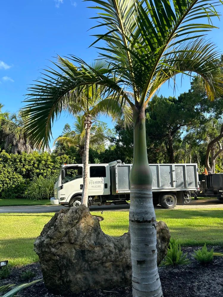 A palm tree and rock in the foreground with a truck parked on a grassy area, surrounded by lush greenery under a clear sky.