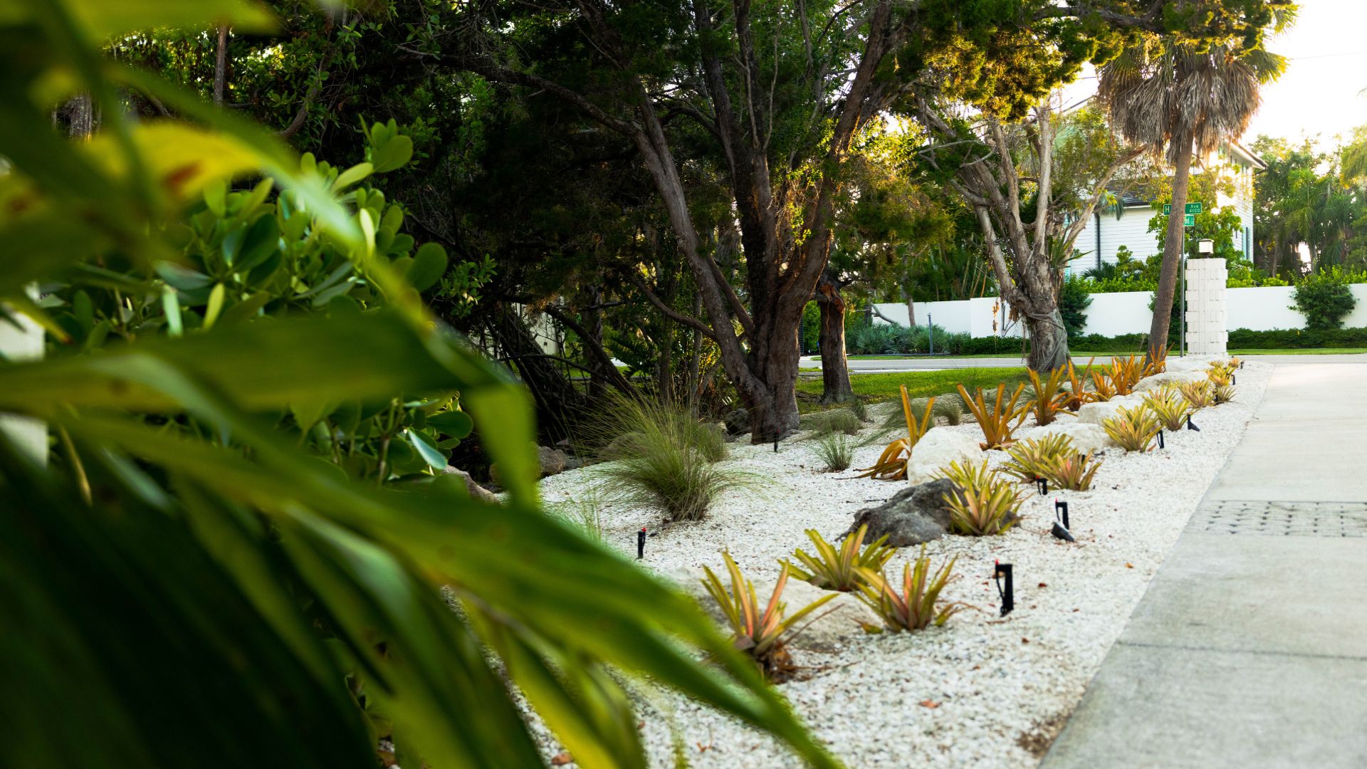 Lush garden with trees and tropical plants lines a sidewalk, leading to a residential street with a white fence and house nearby.