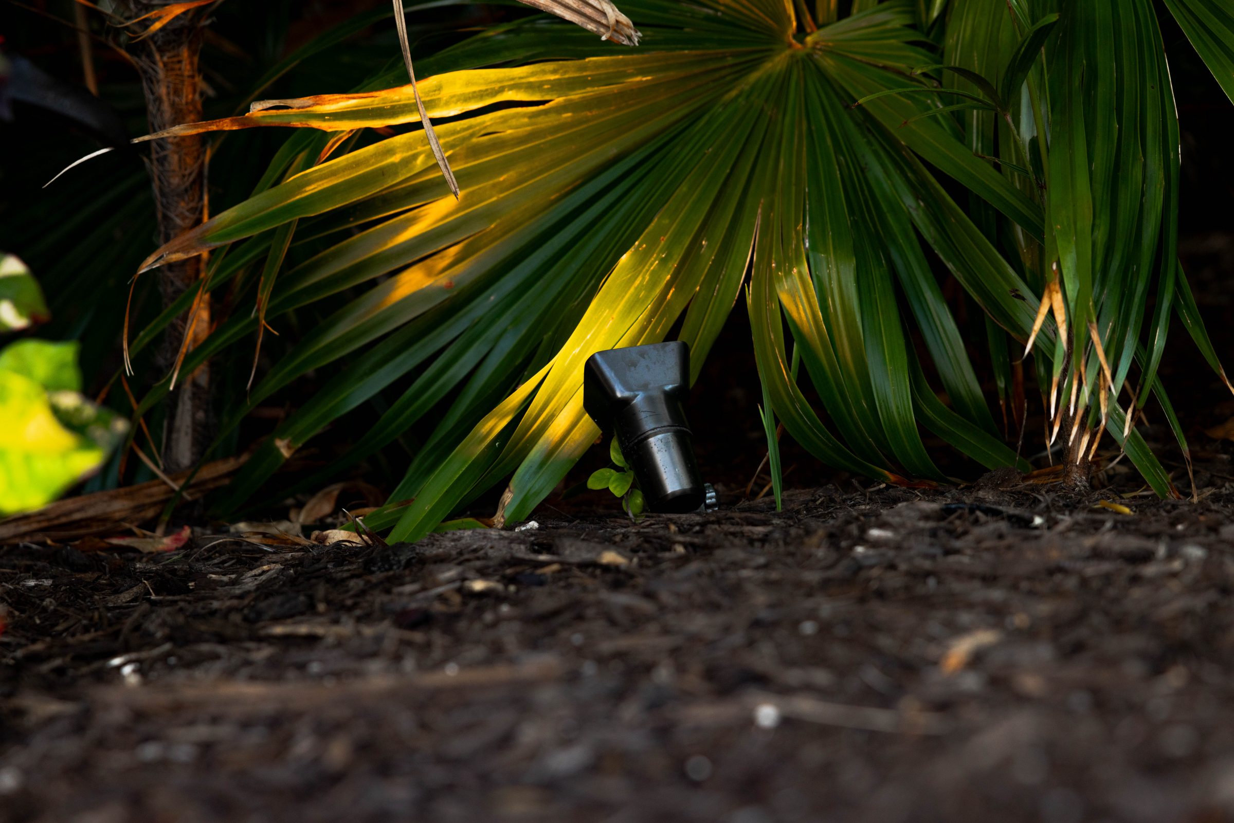Close-up landscape light on palm leaves